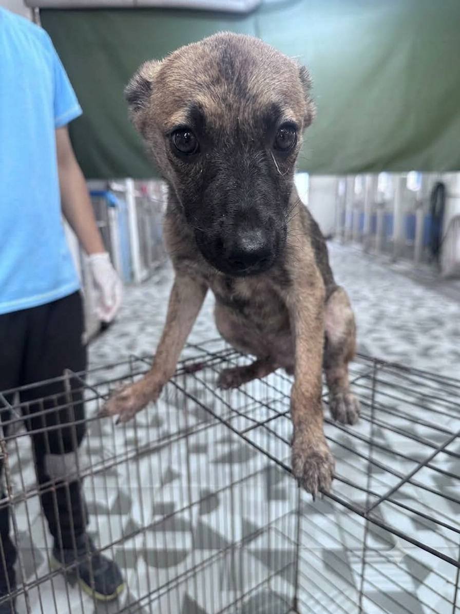 混種犬