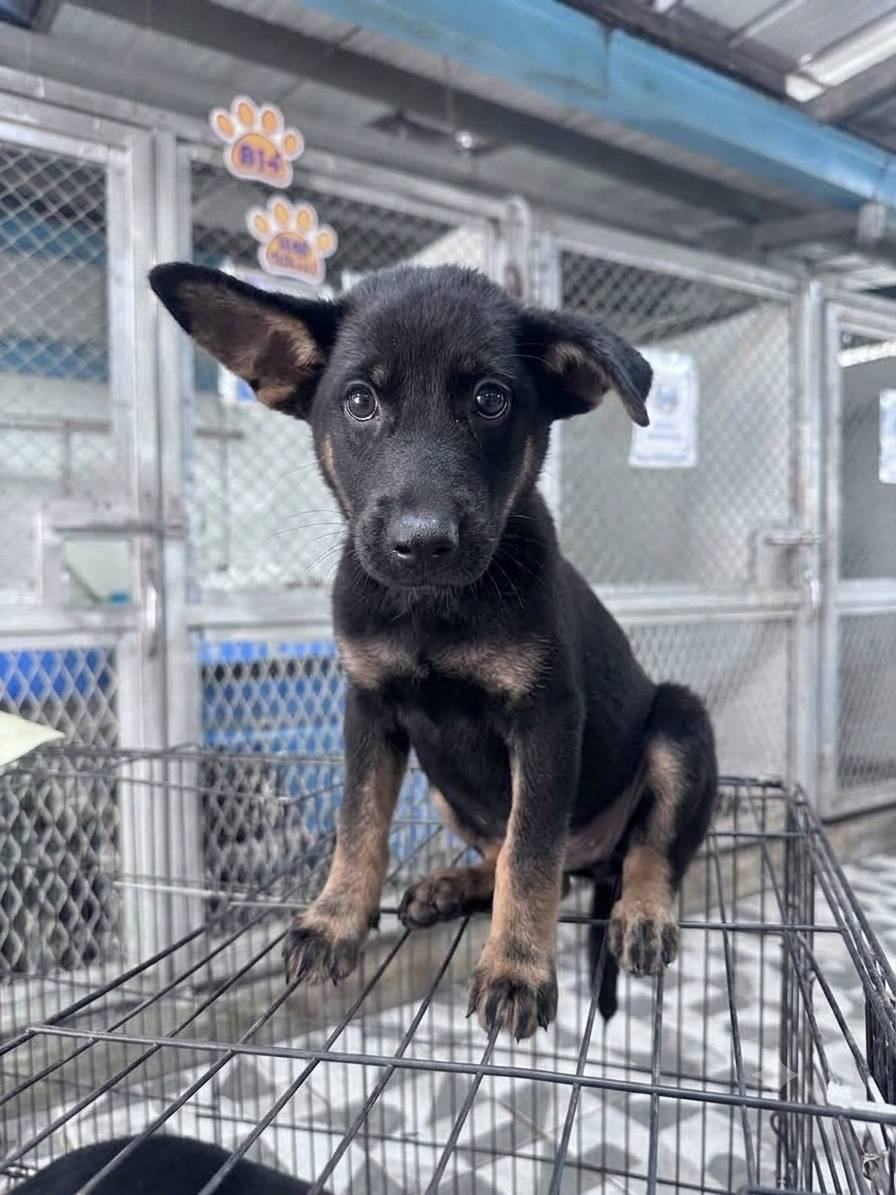 混種犬