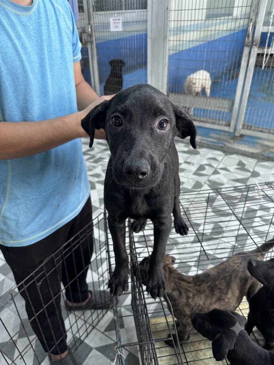 混種犬