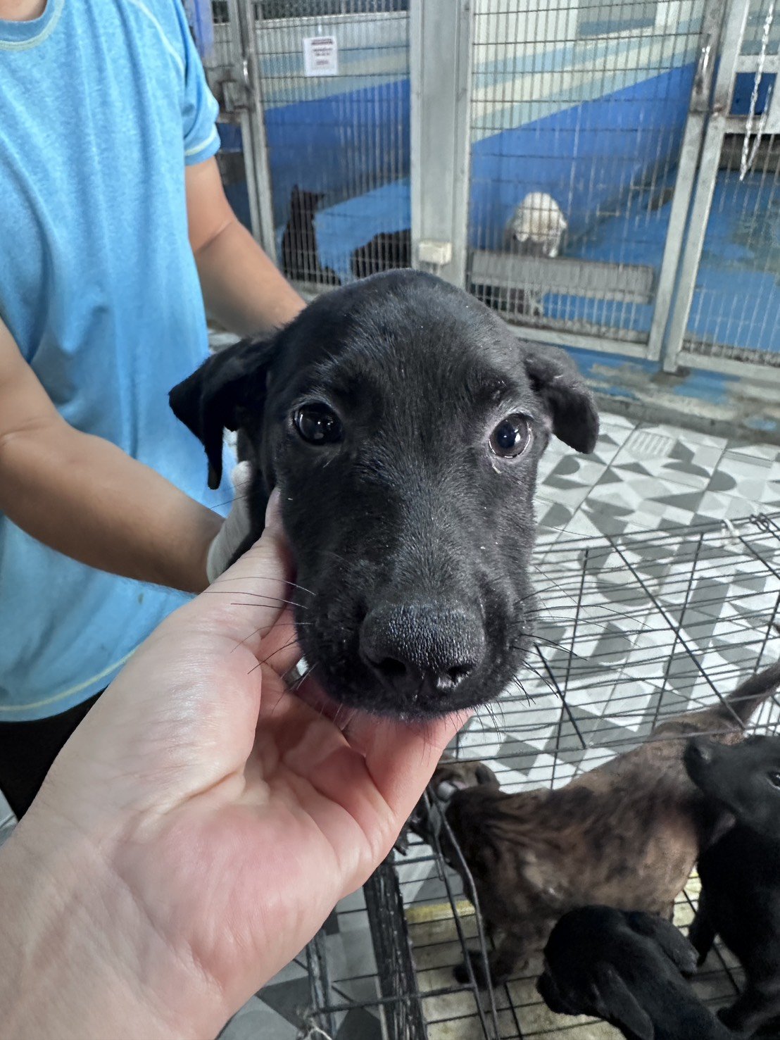 混種犬