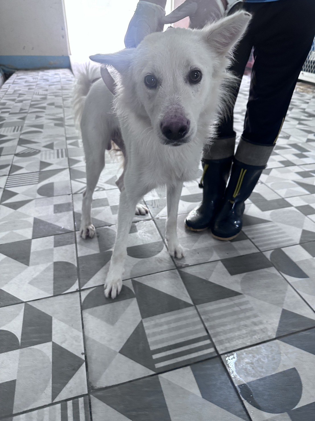 混種犬