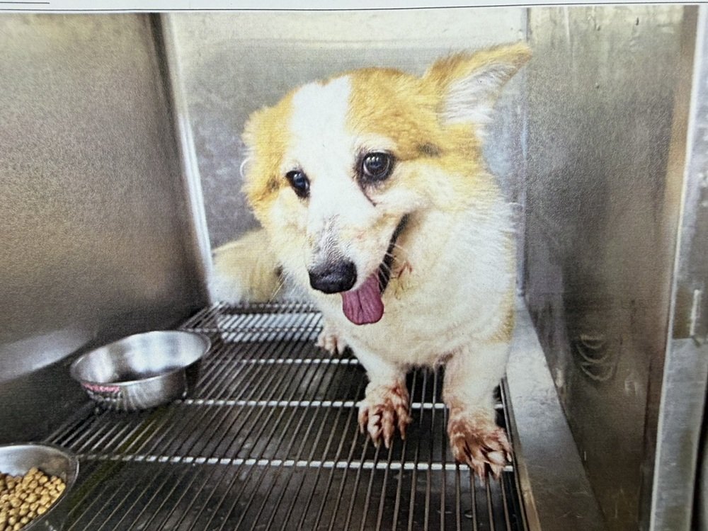 威爾斯柯基犬