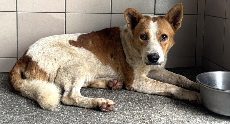 混種犬