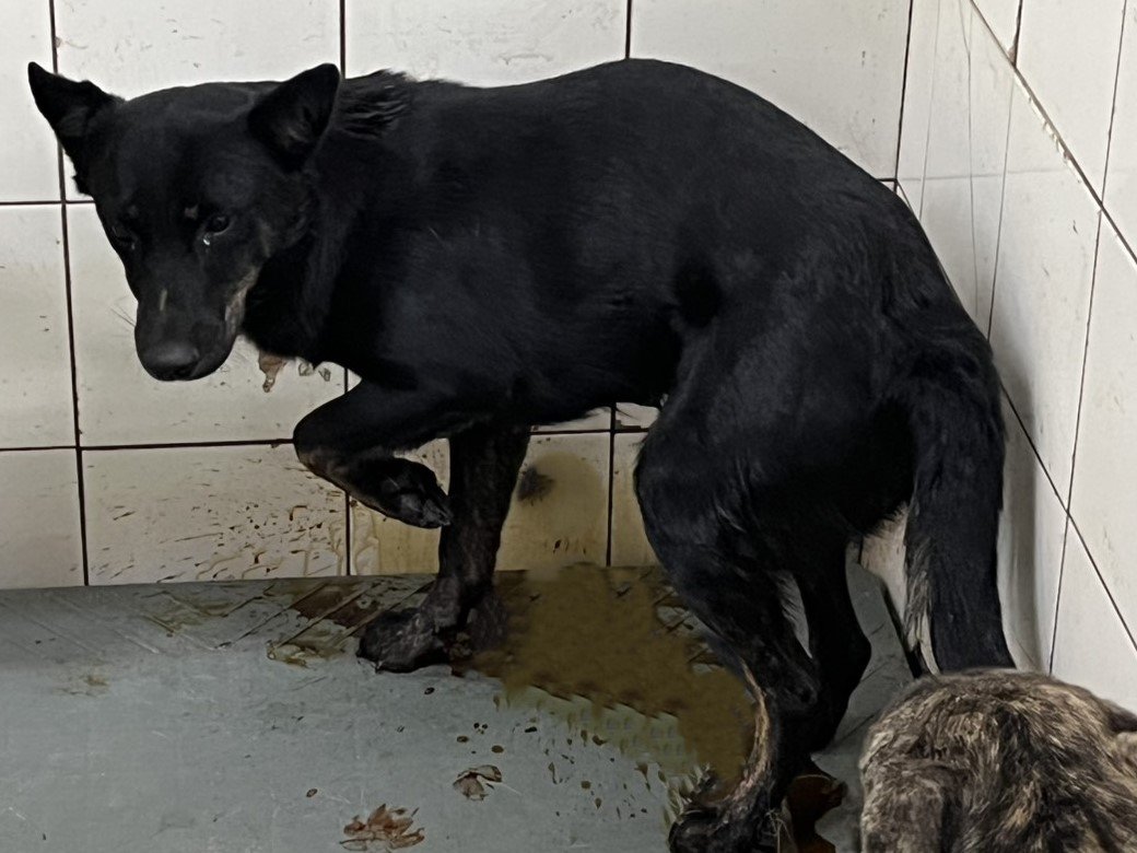 混種犬