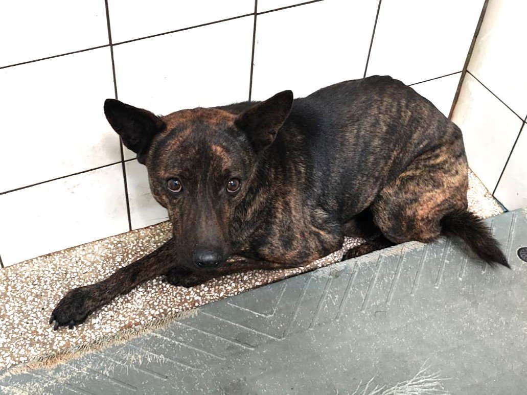 混種犬