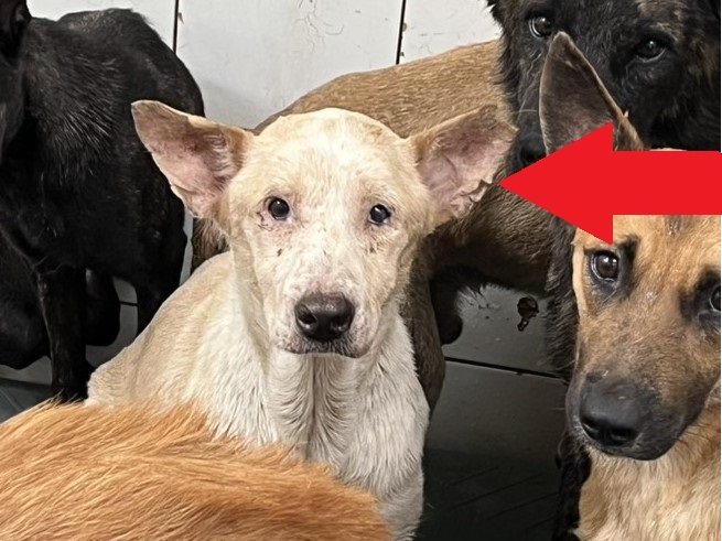 混種犬