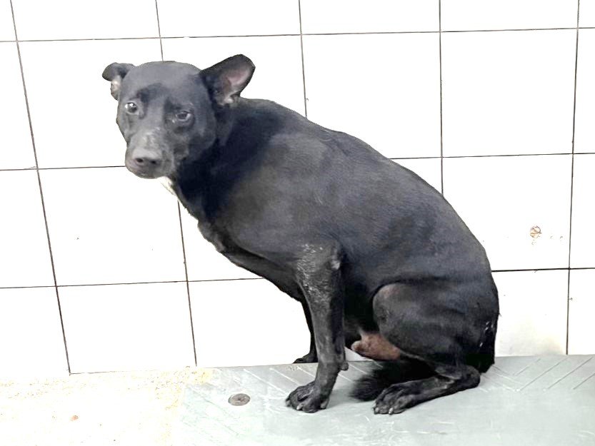 混種犬