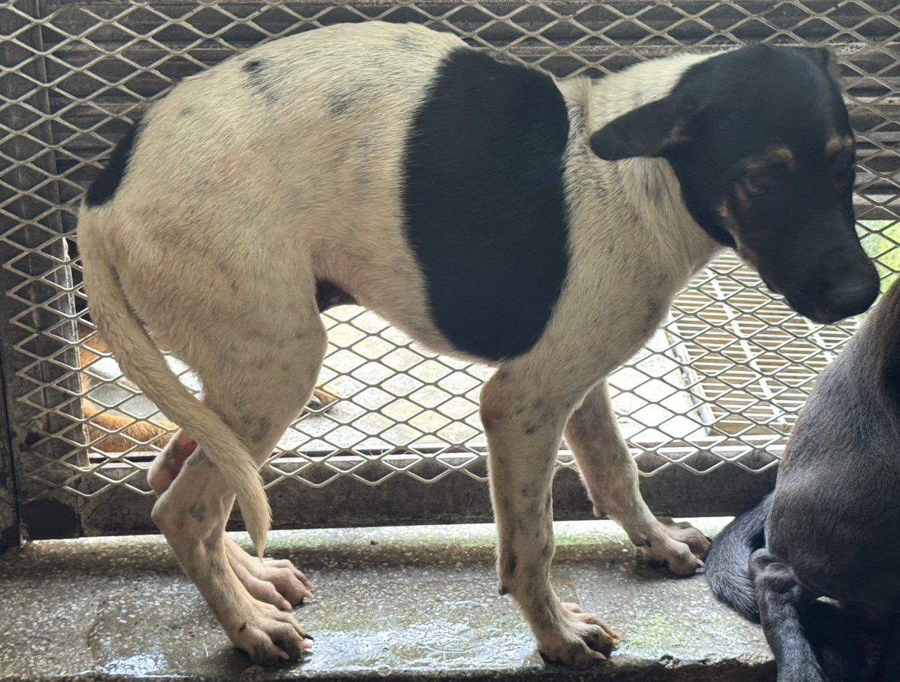 混種犬