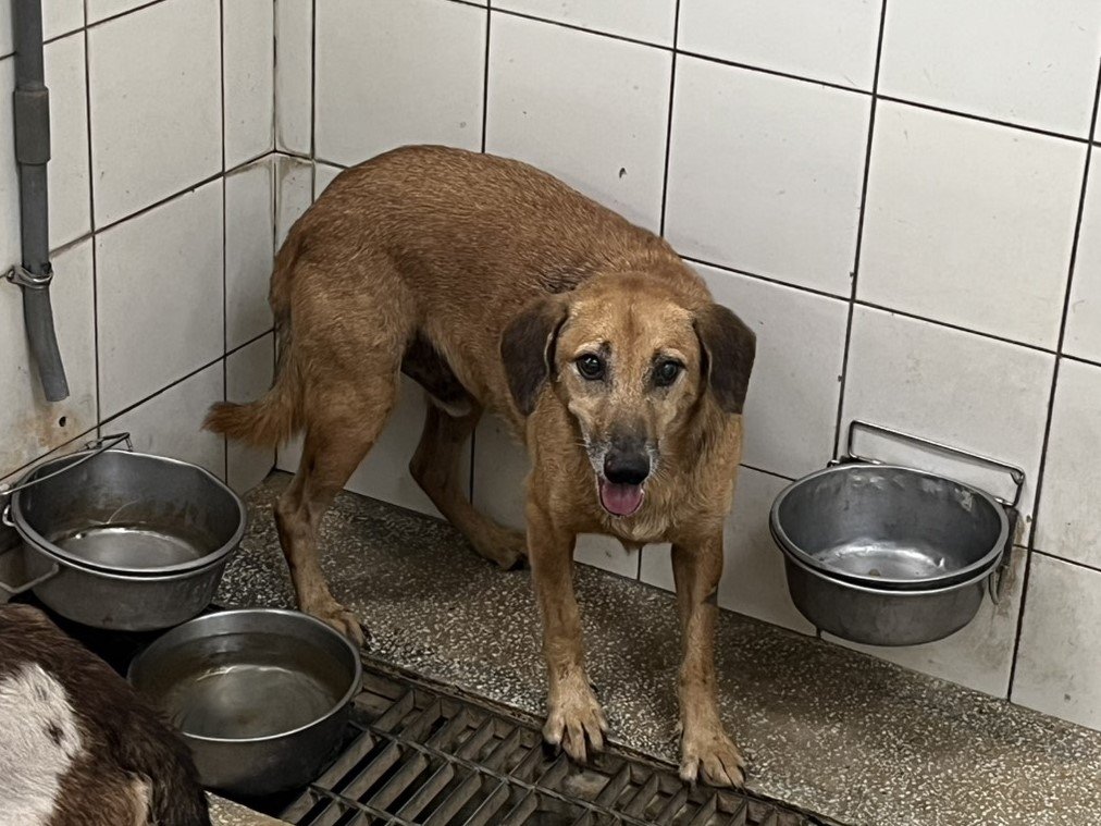 混種犬