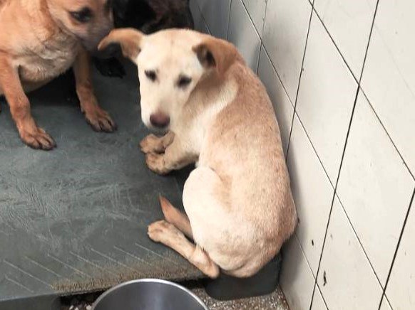 混種犬