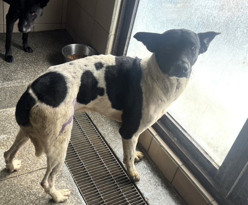 混種犬