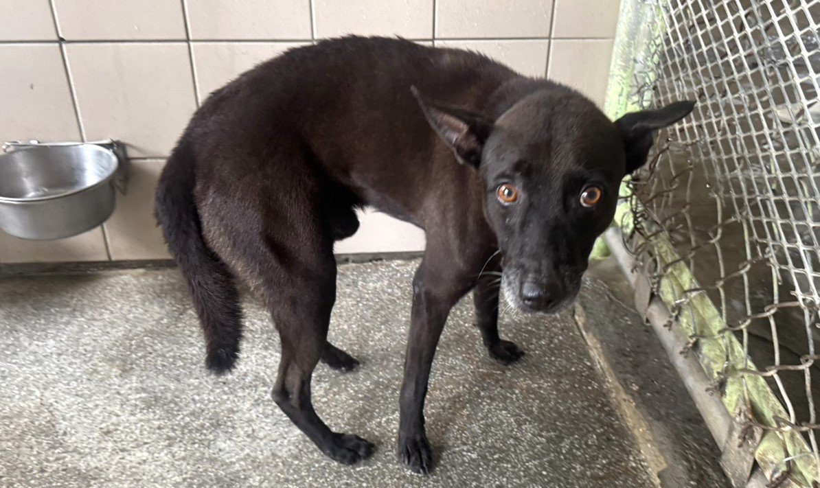 混種犬