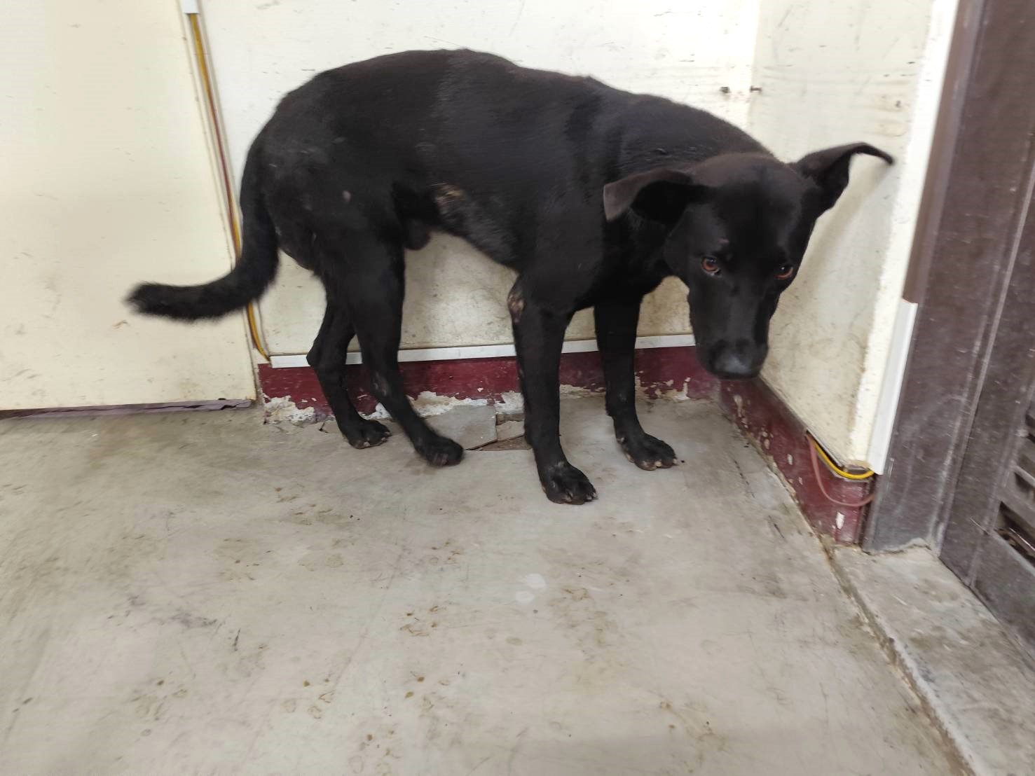 混種犬