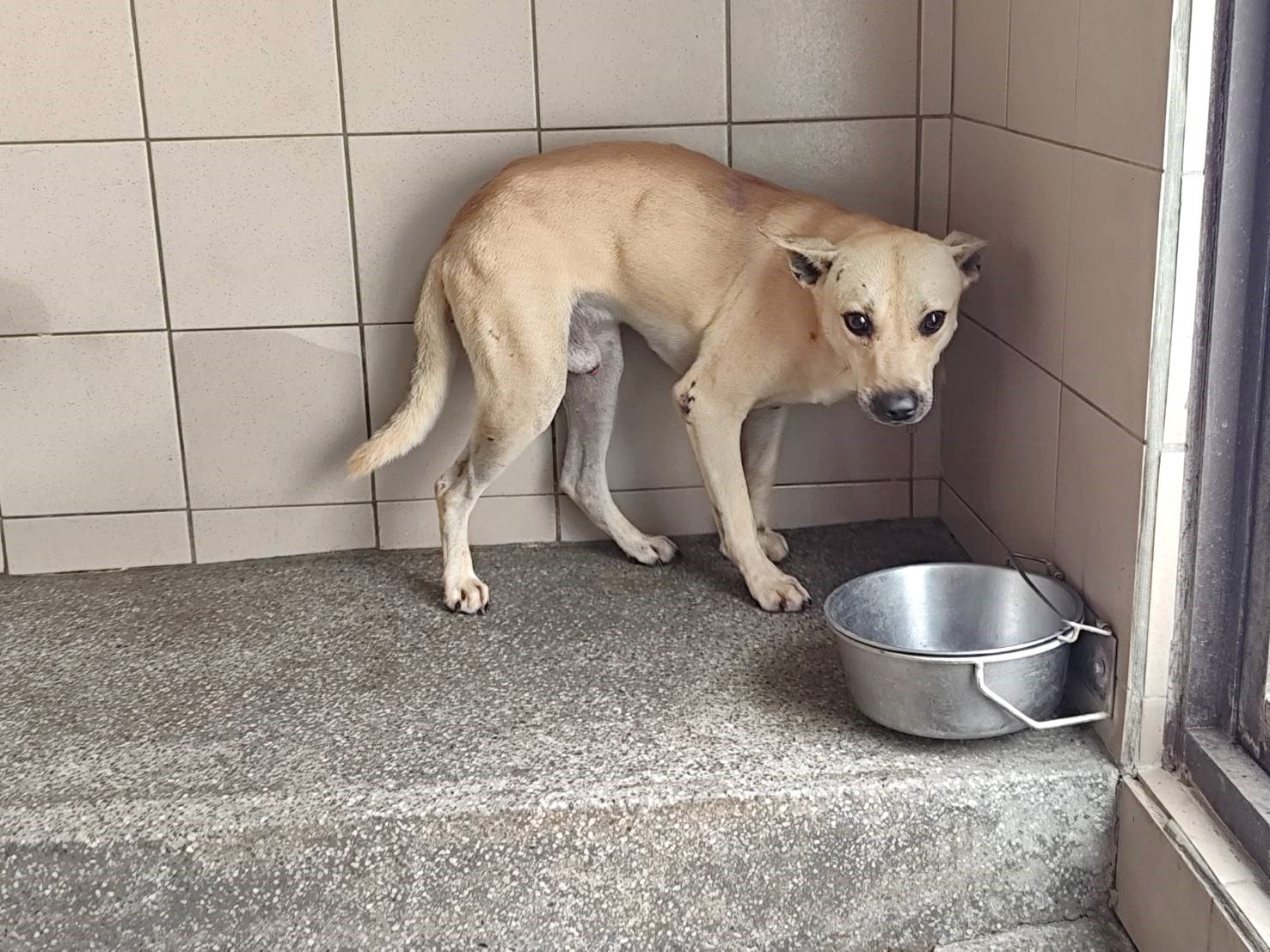 混種犬