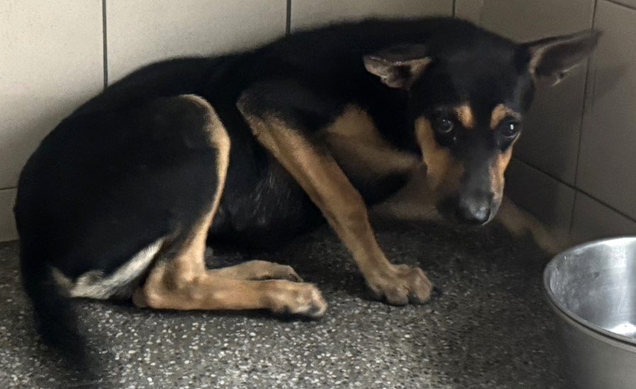 混種犬