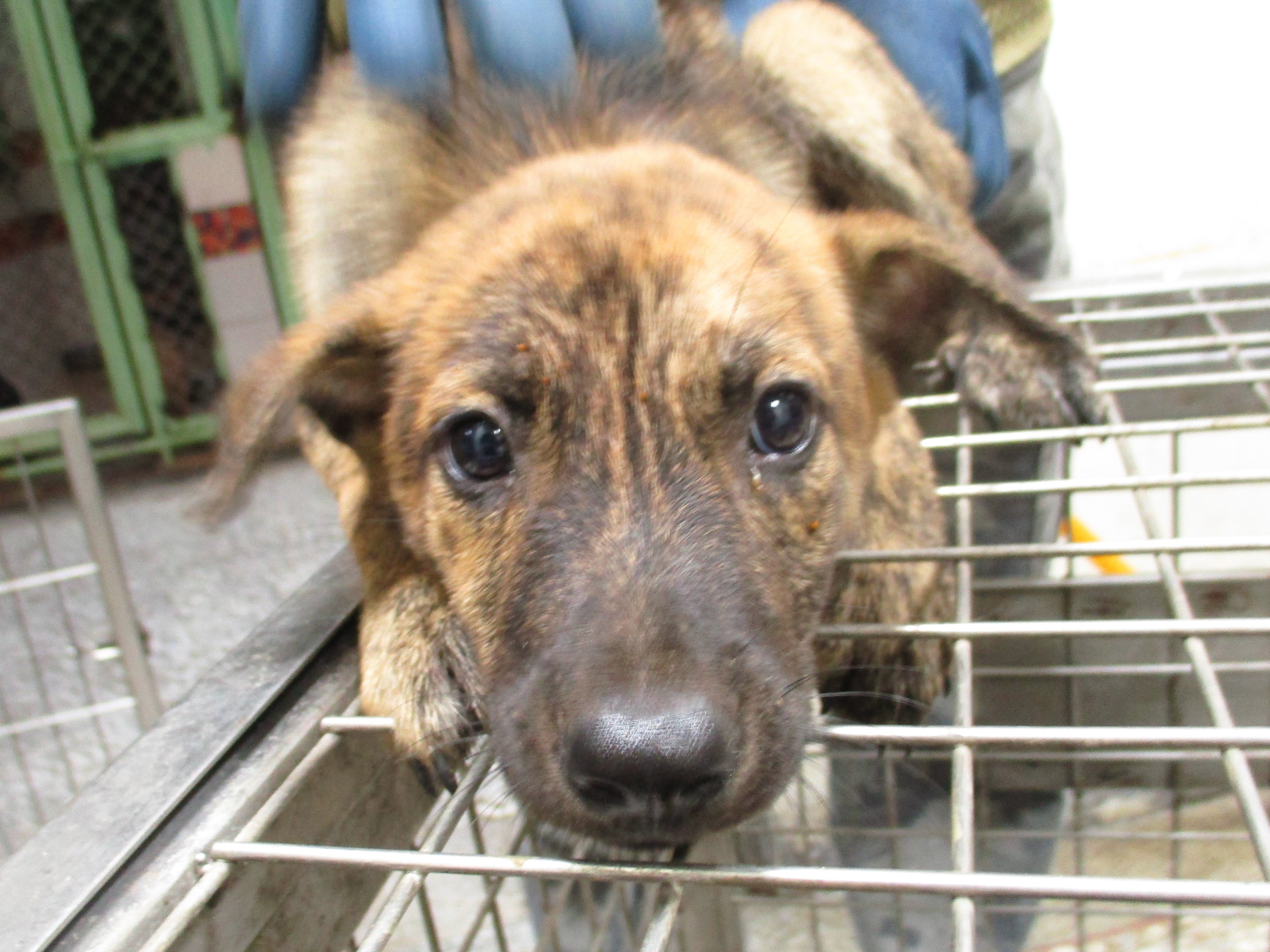 混種犬