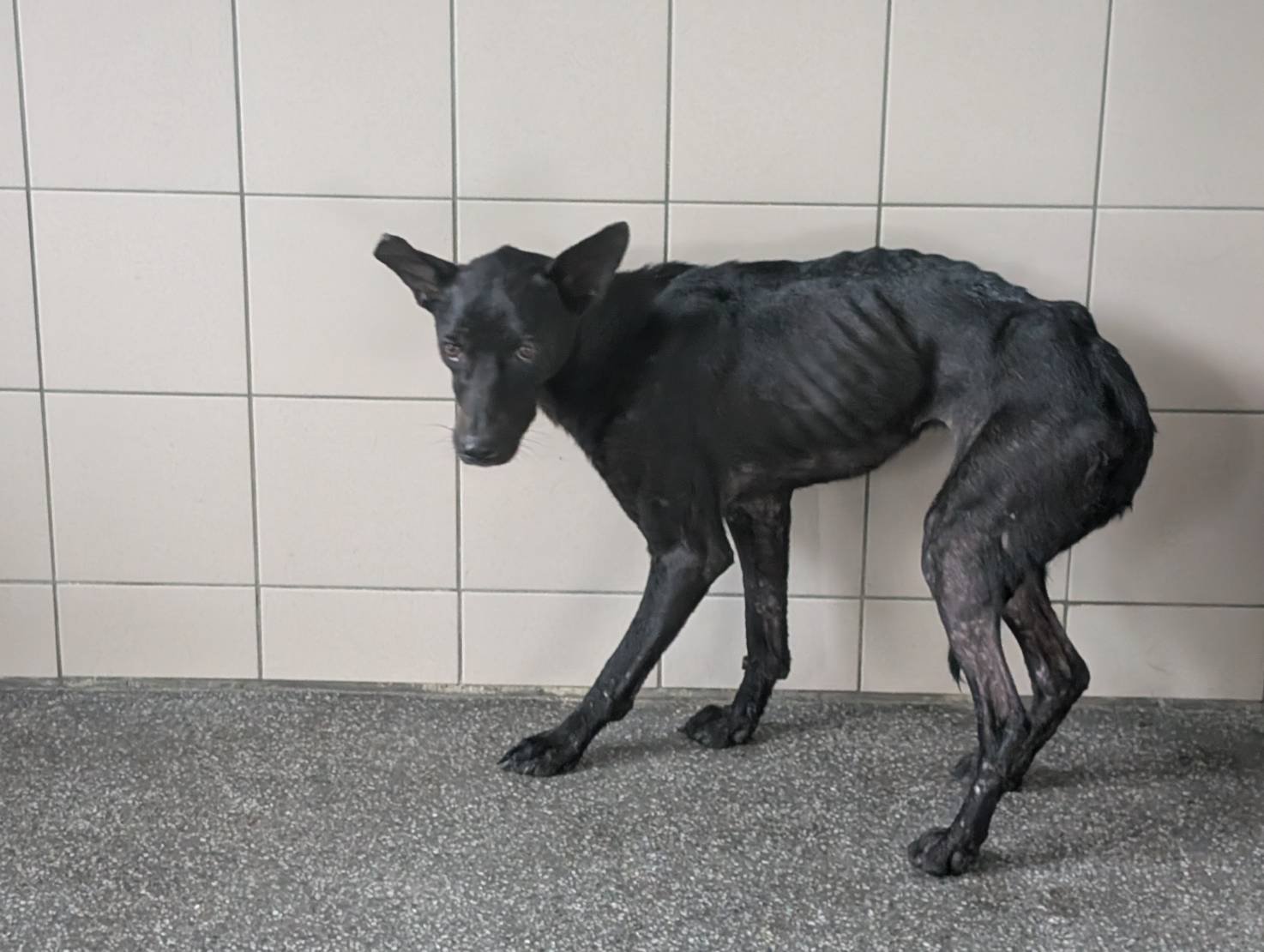 混種犬