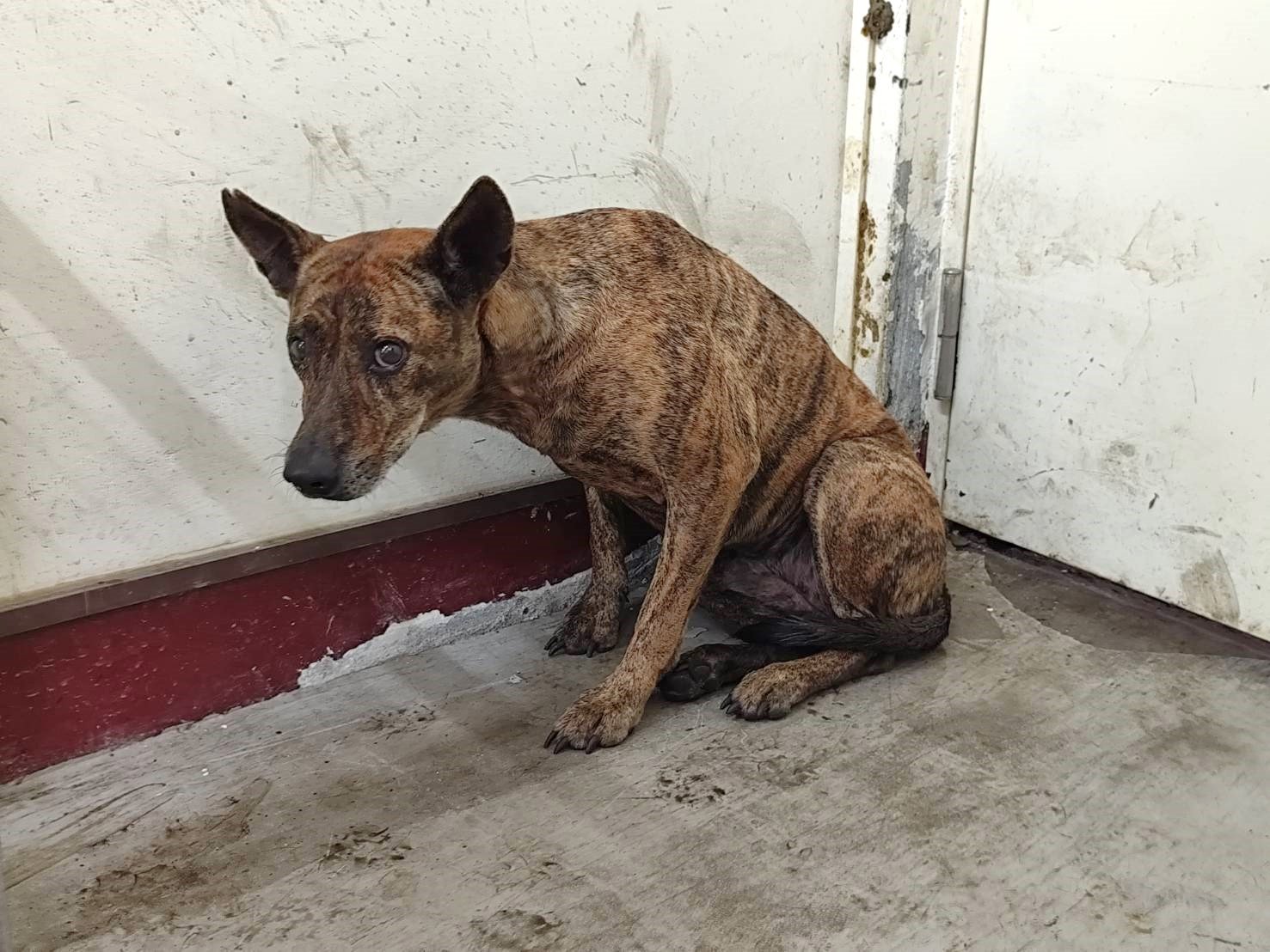 混種犬