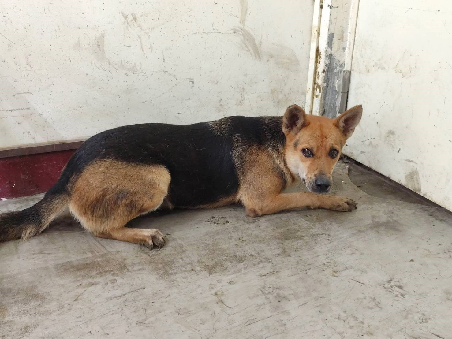 混種犬
