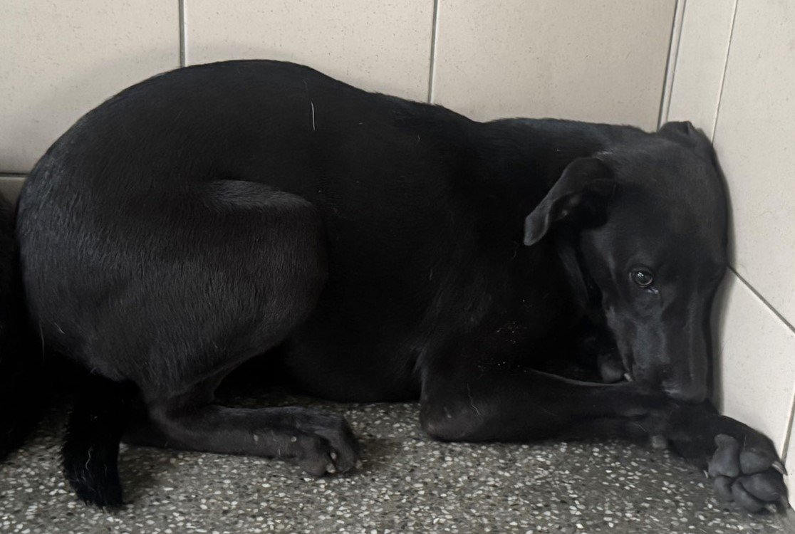 混種犬