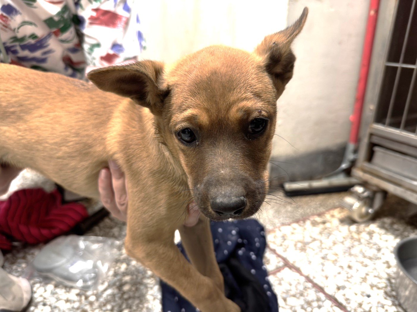 混種犬