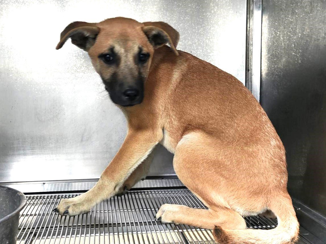 混種犬