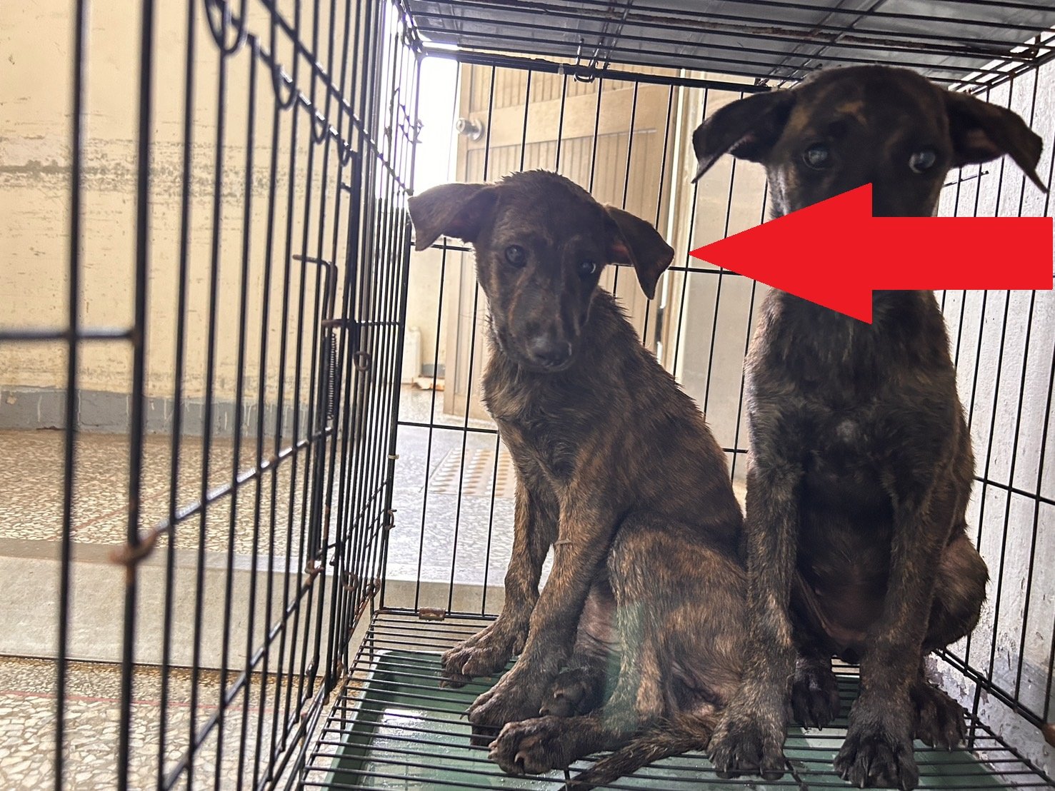 混種犬