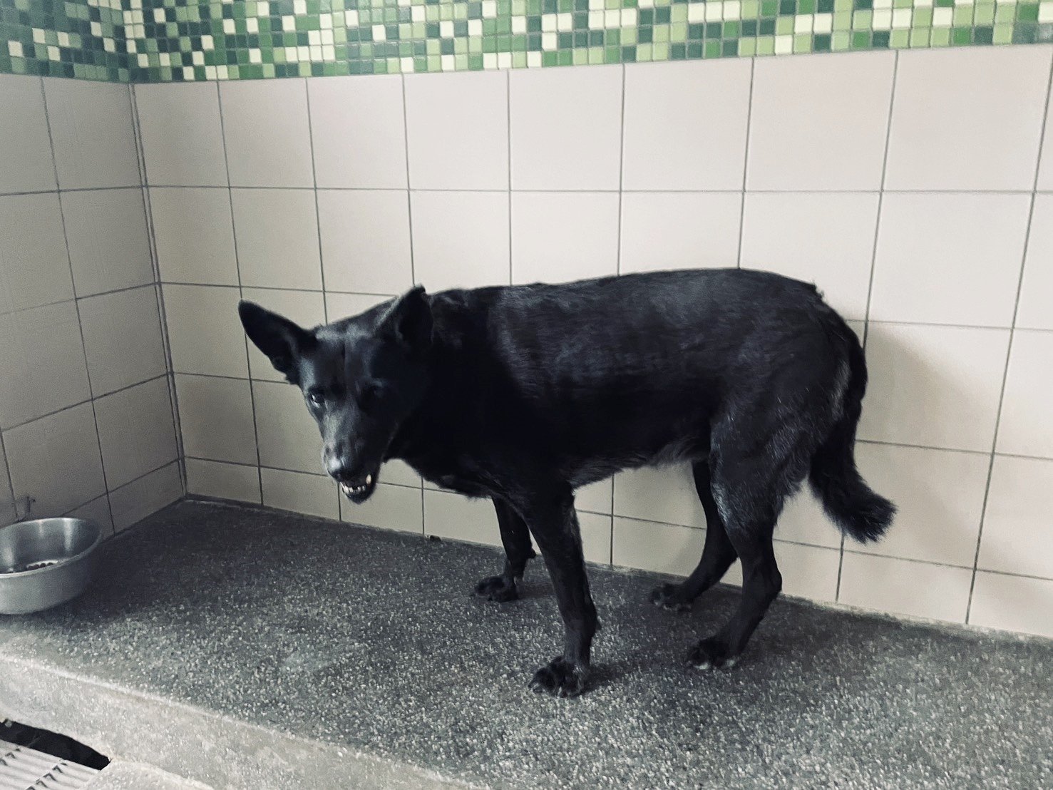 混種犬