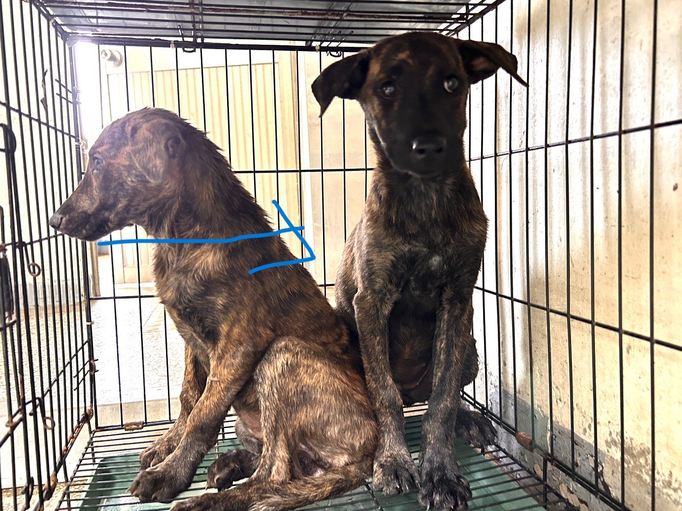 混種犬