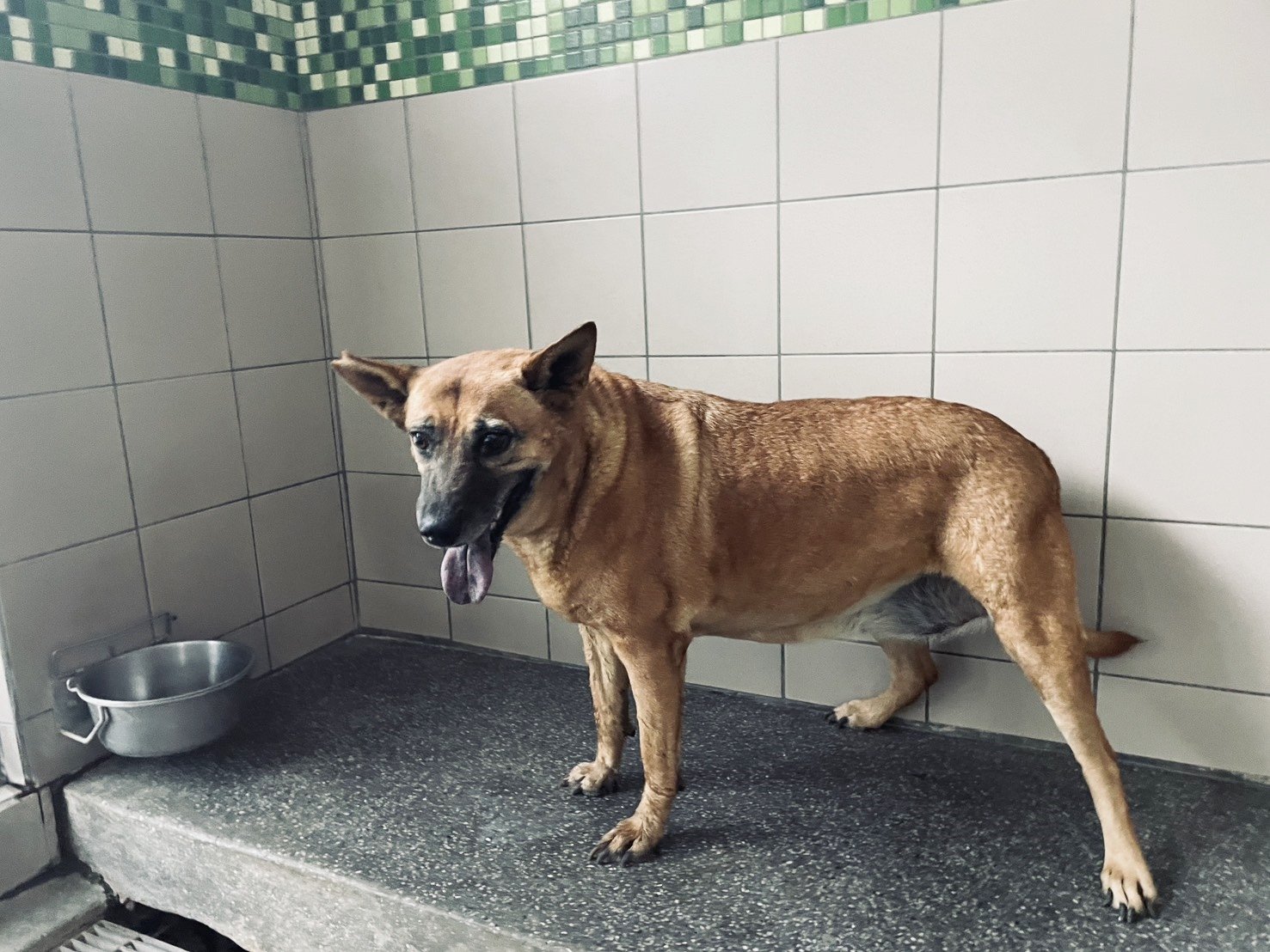 混種犬