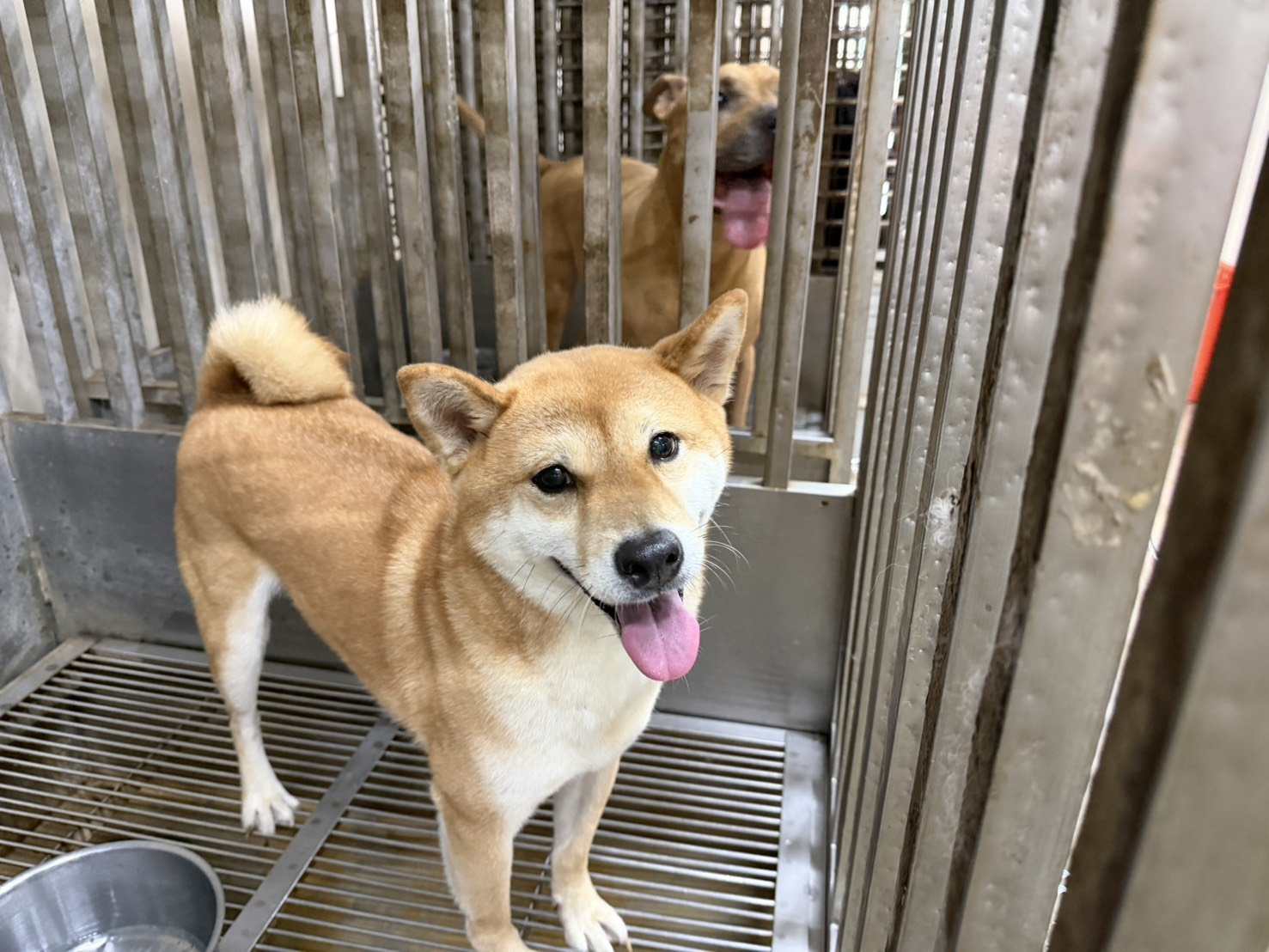 柴犬