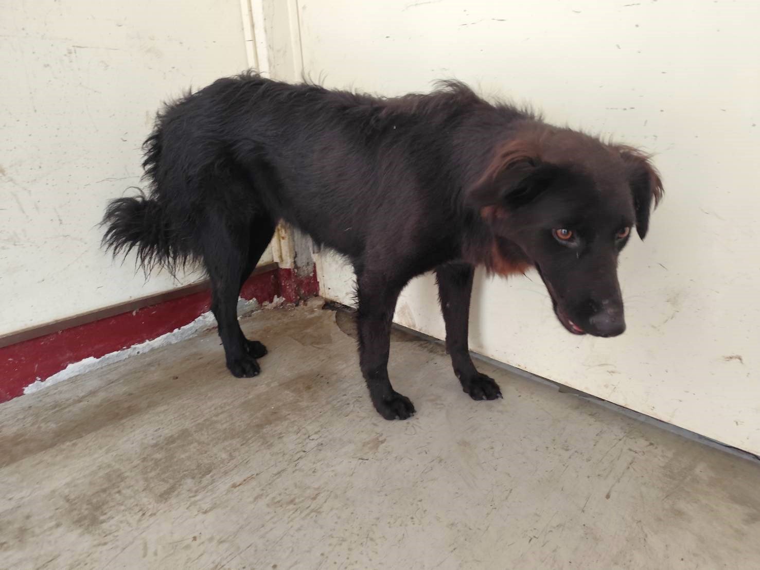 混種犬