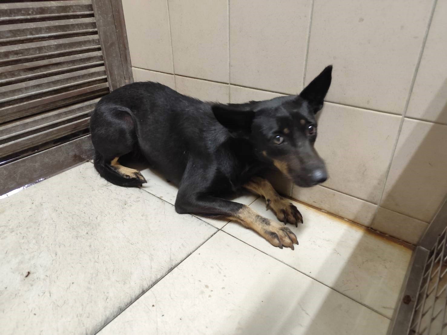 混種犬