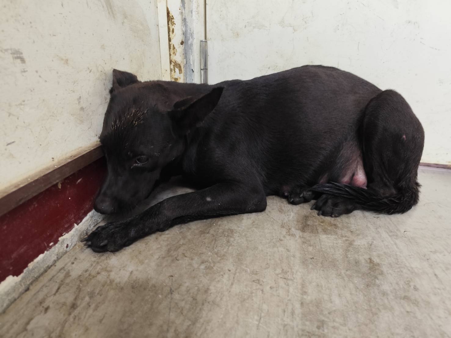 混種犬