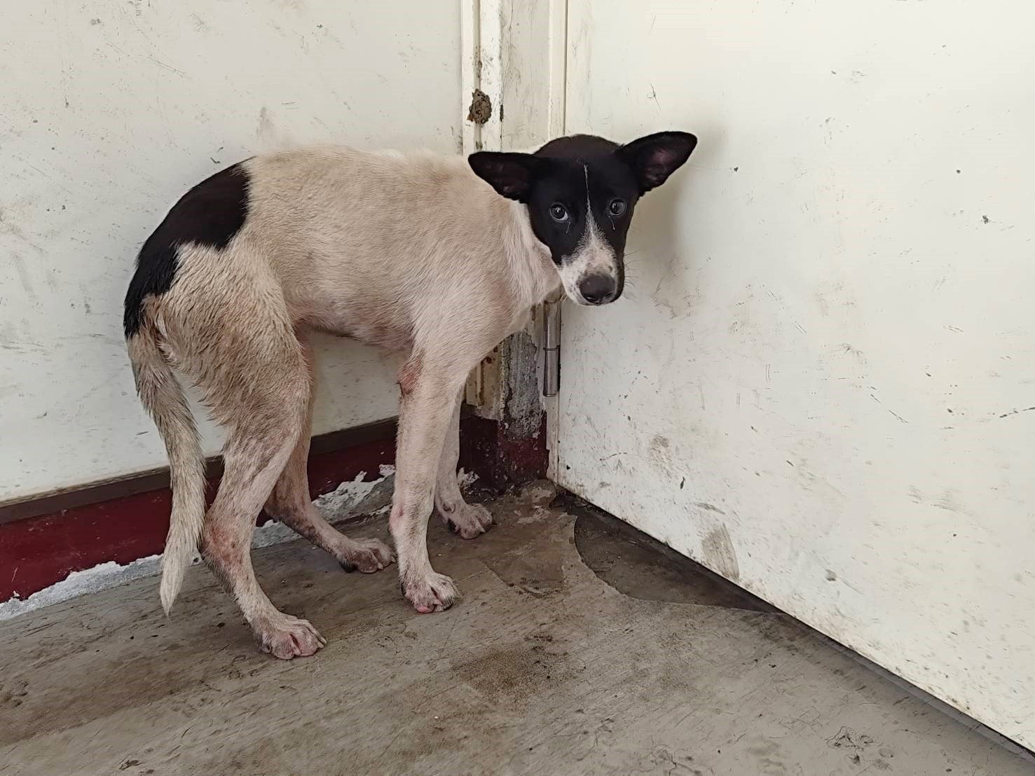混種犬