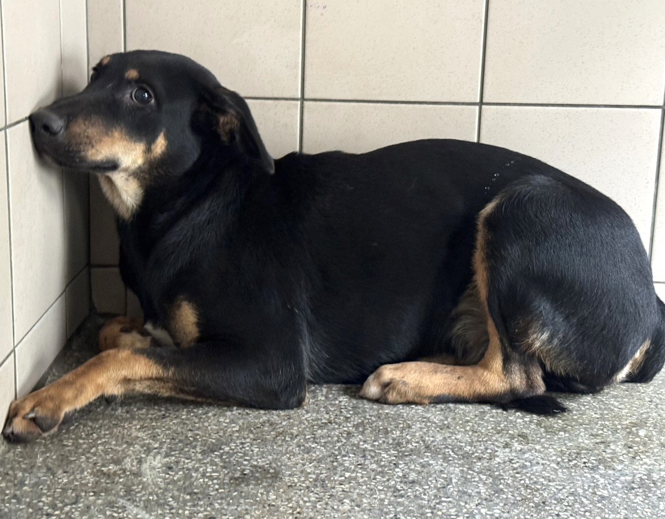混種犬