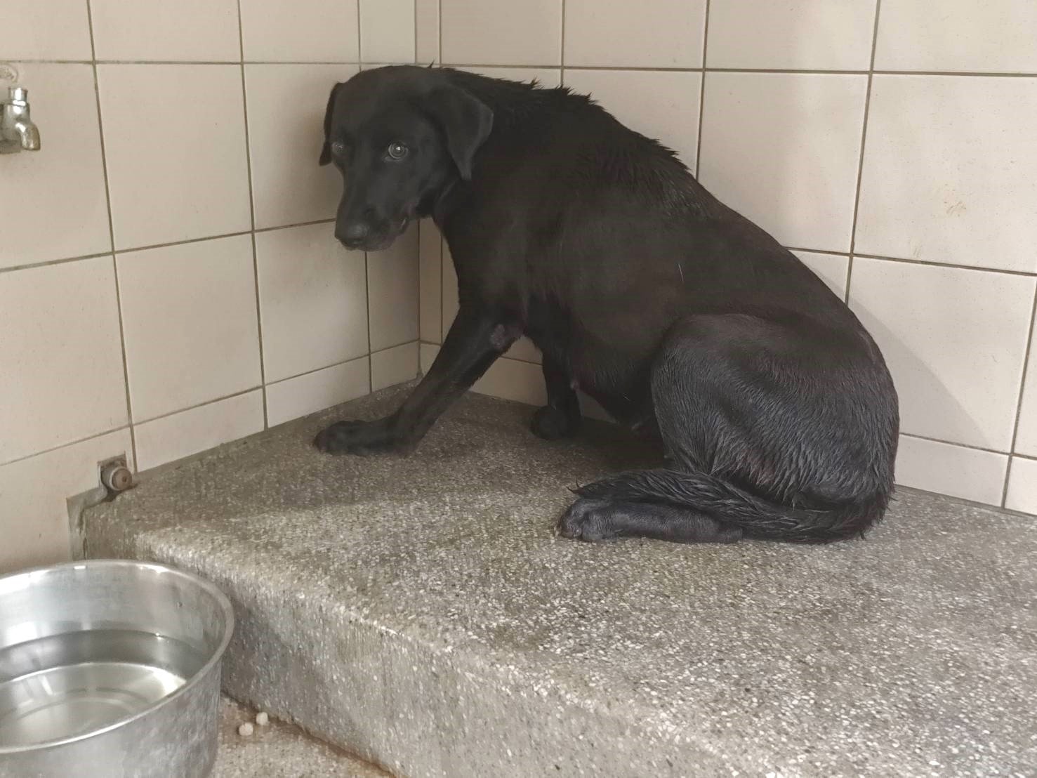 混種犬