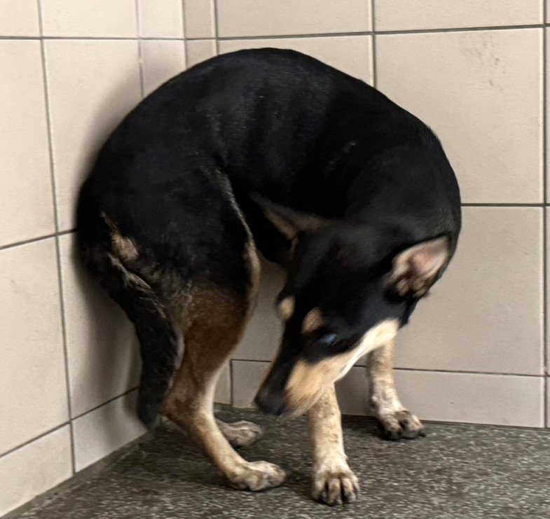 混種犬