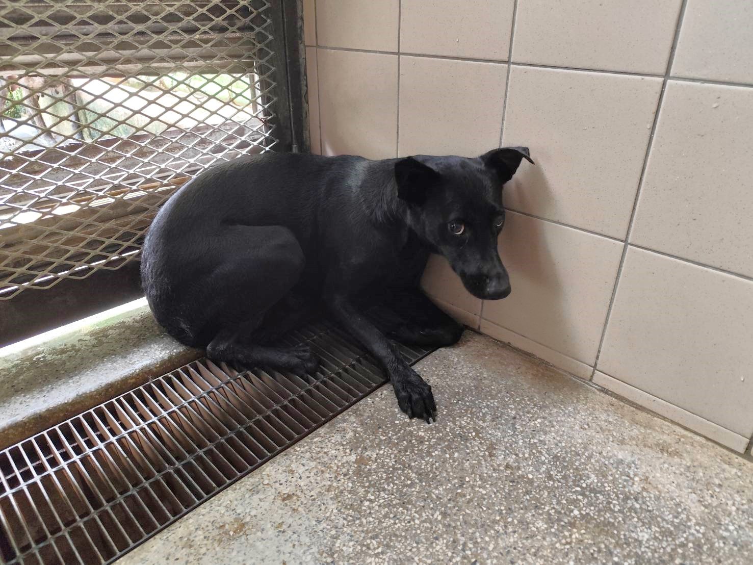 混種犬