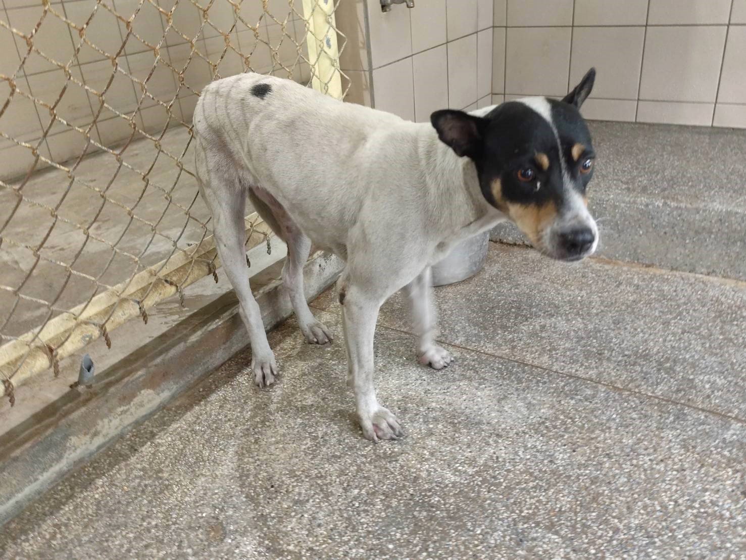 混種犬