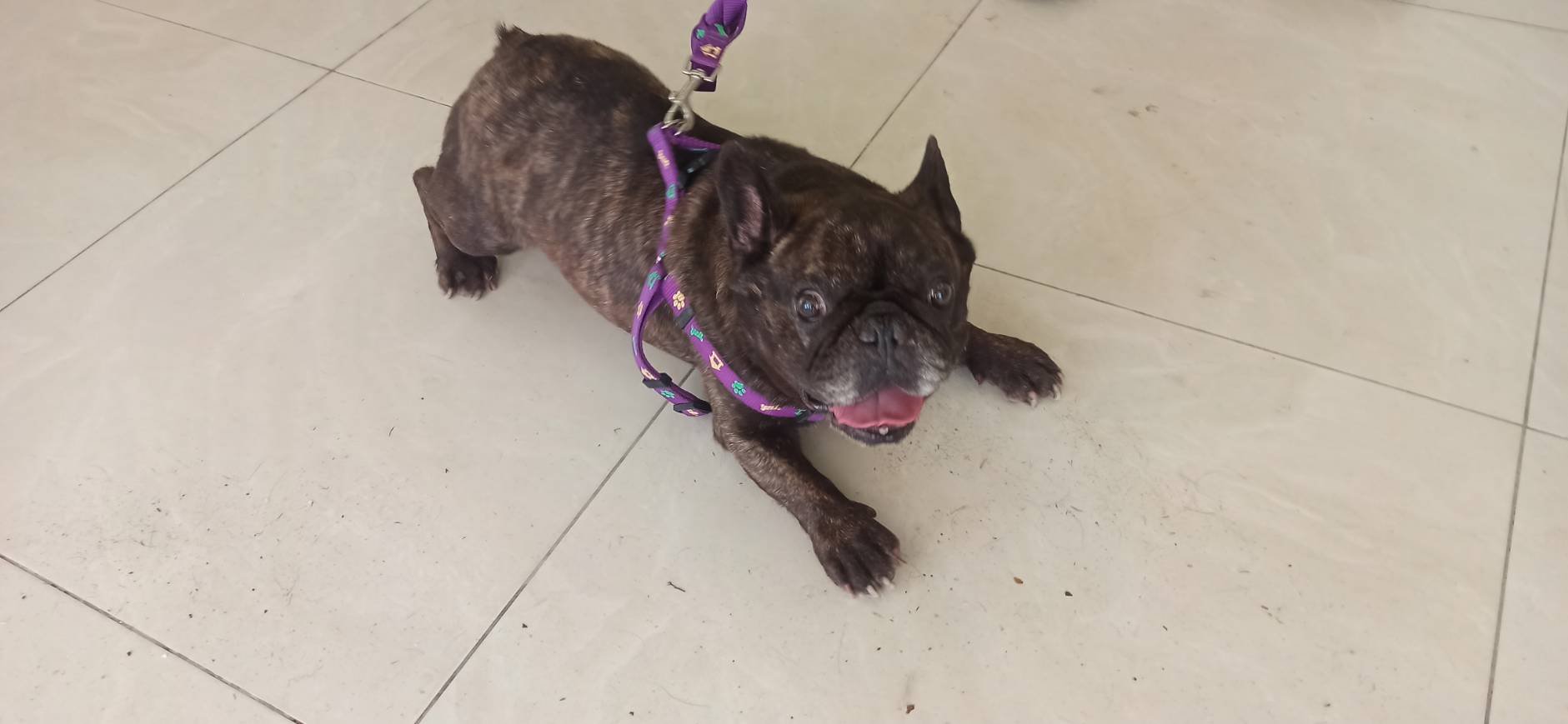 法國鬥牛犬