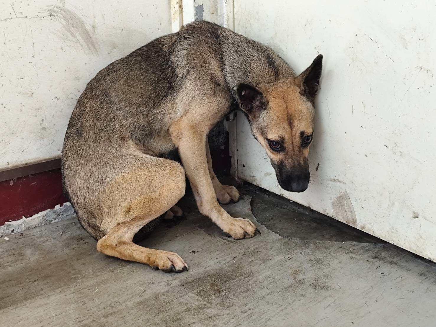 混種犬