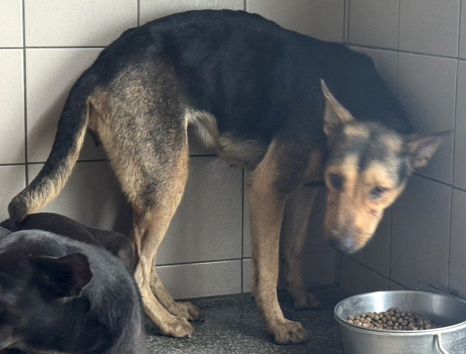 混種犬