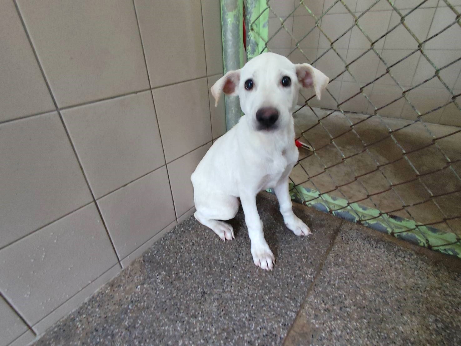 混種犬