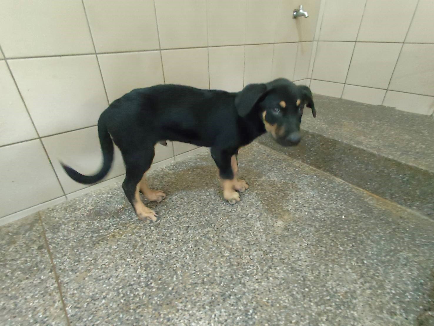 混種犬