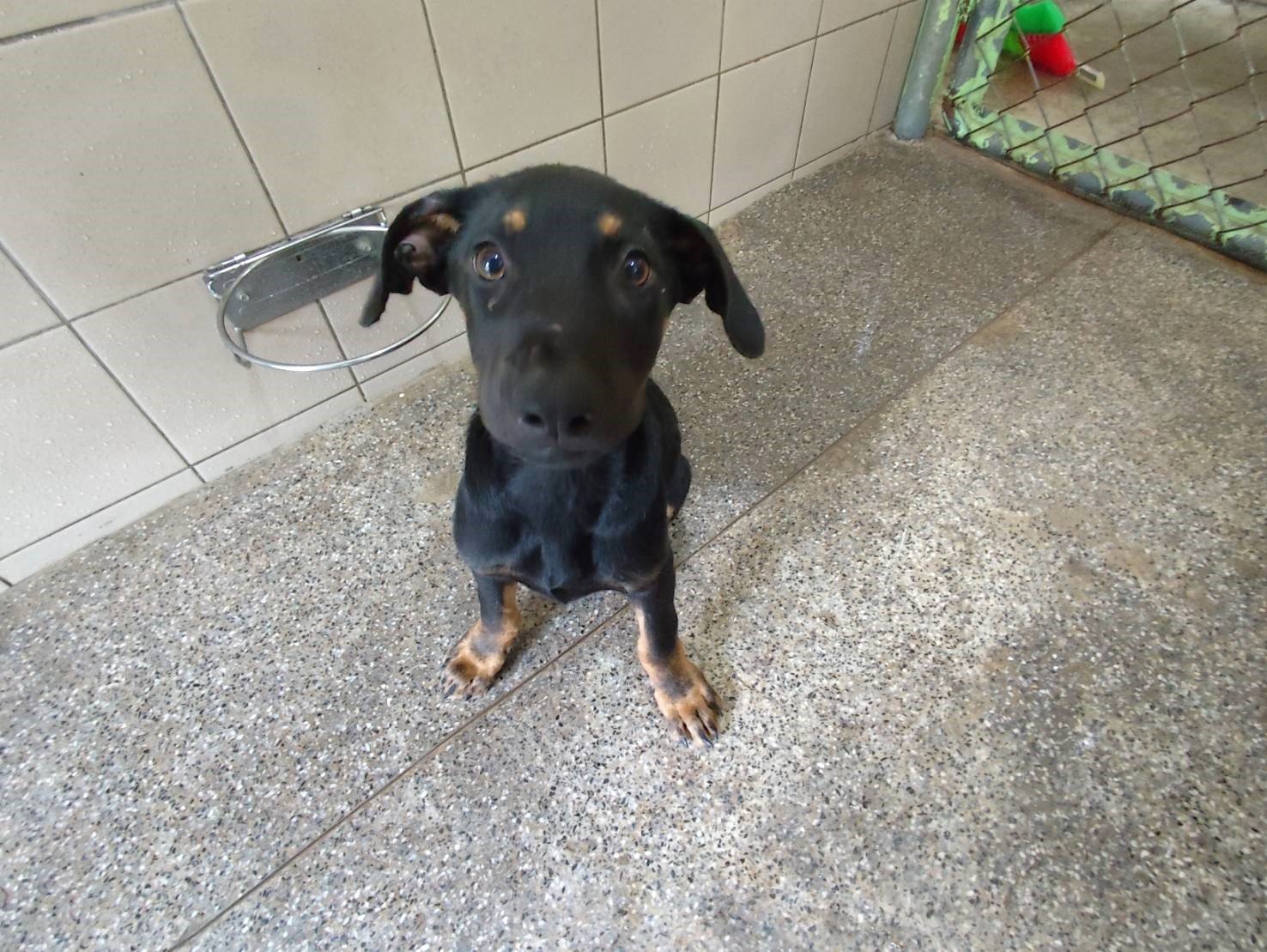 混種犬