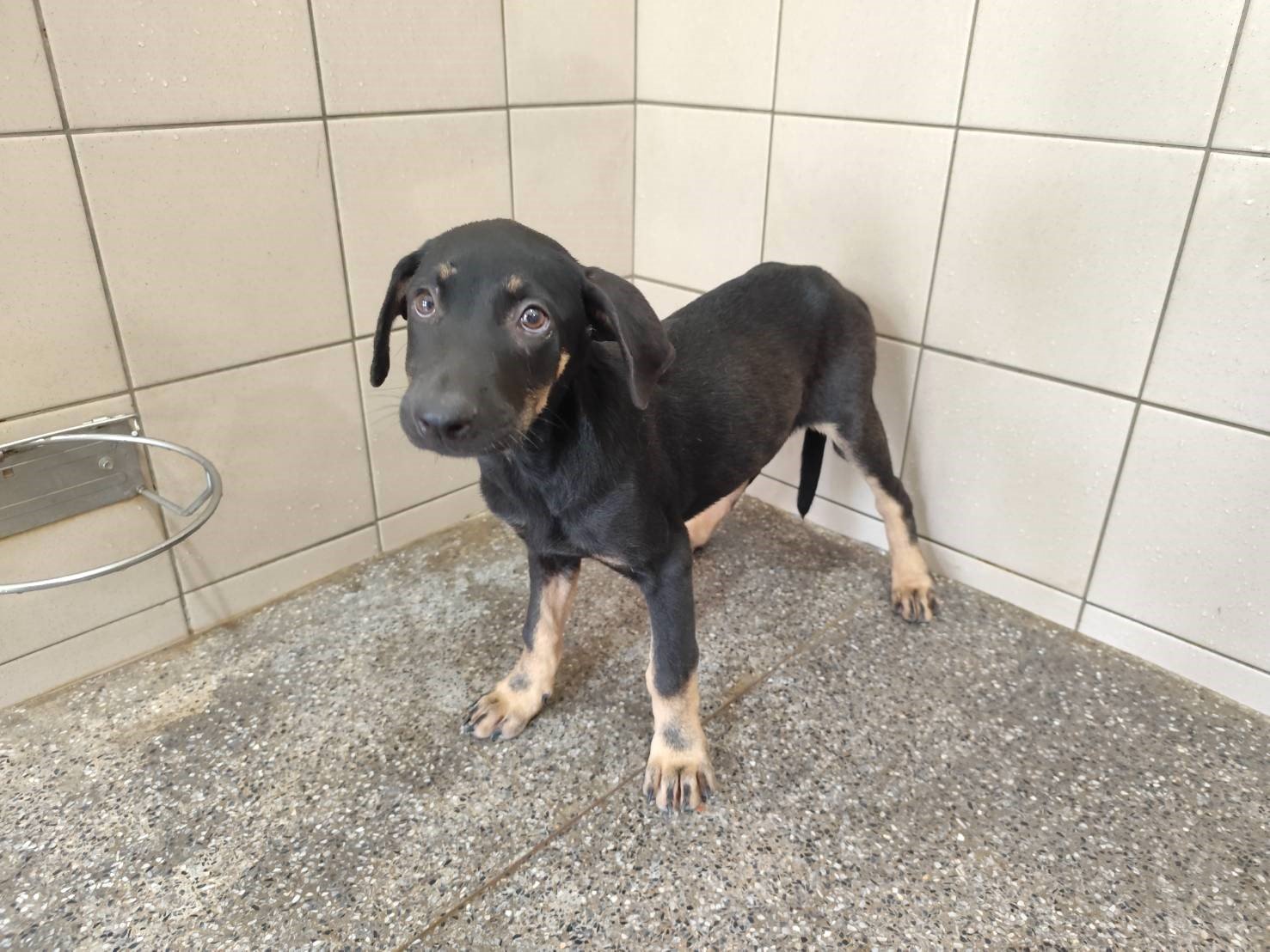 混種犬