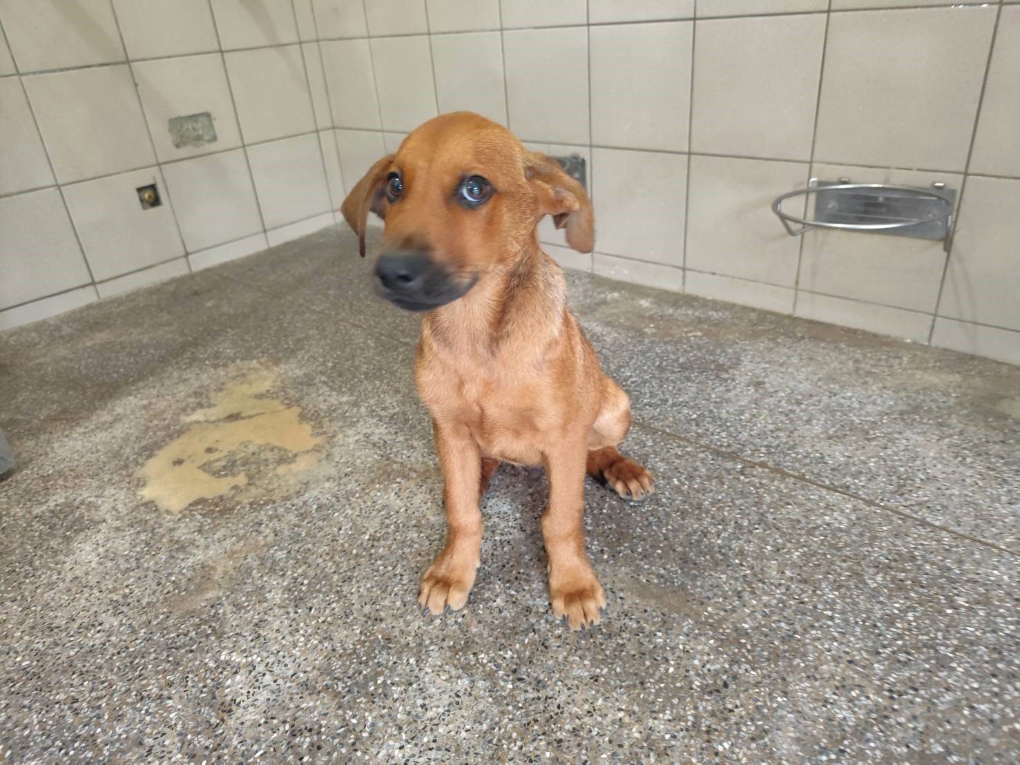 混種犬
