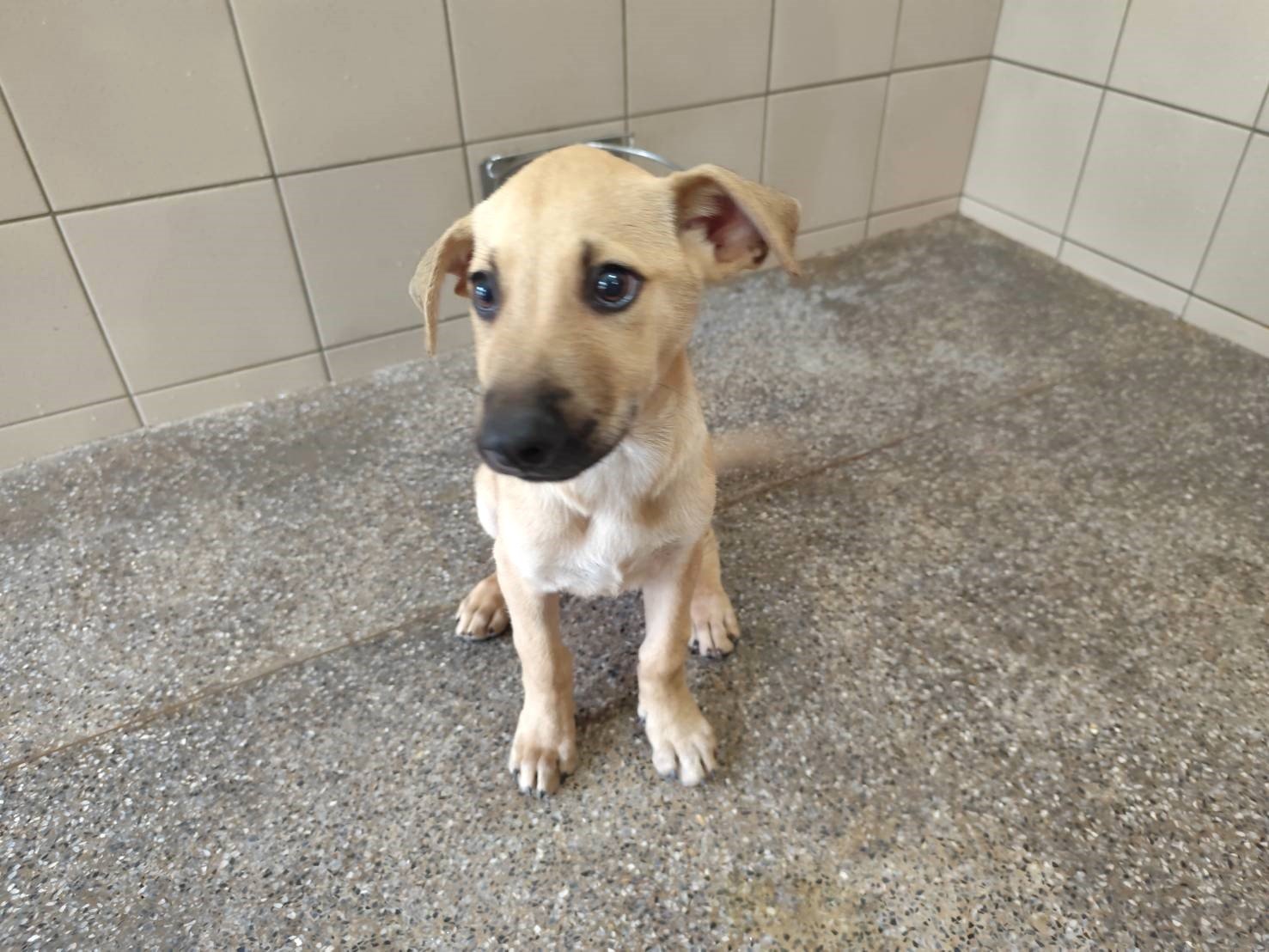 混種犬