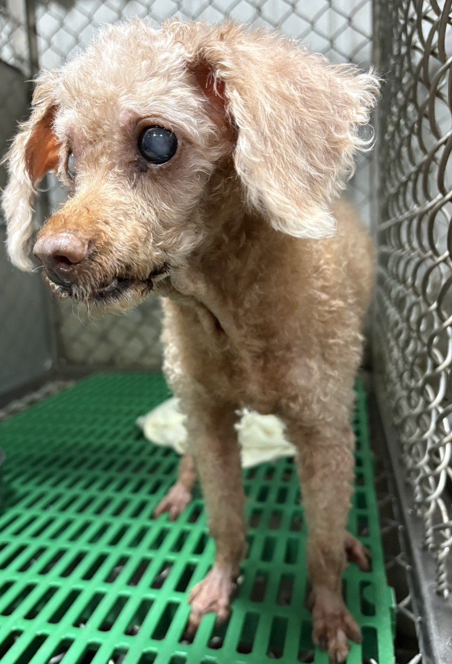 貴賓犬